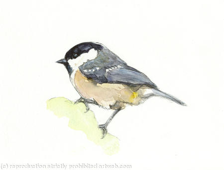 Coal tit