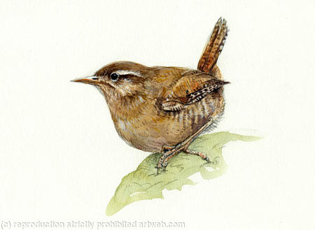 Wren