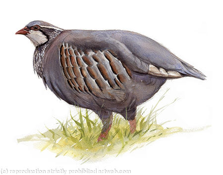 Red Legged Partridge