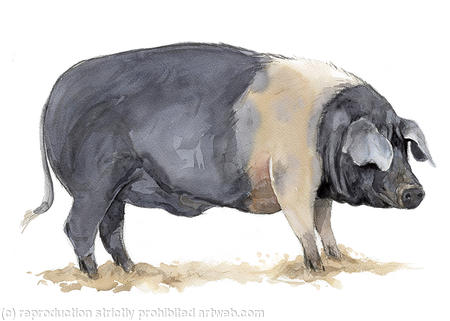 Saddleback Pig