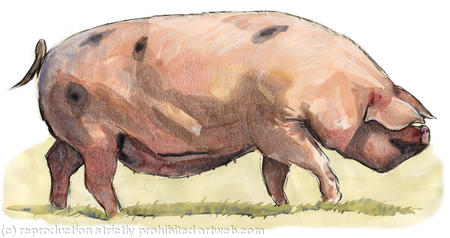 Gloucestershire Old Spot Pig