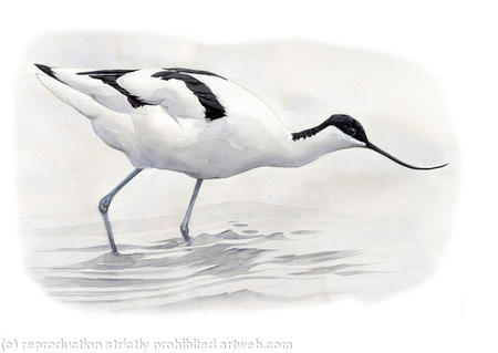 Avocet