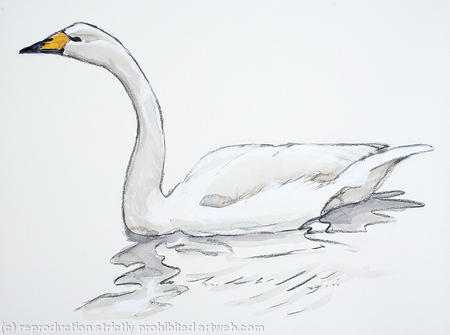 Whooper Swan
