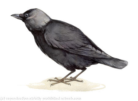 Jackdaw