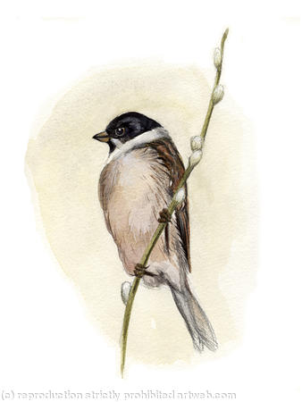 Reed Bunting
