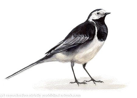 Pied Wagtail