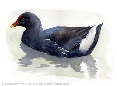Moorhen
