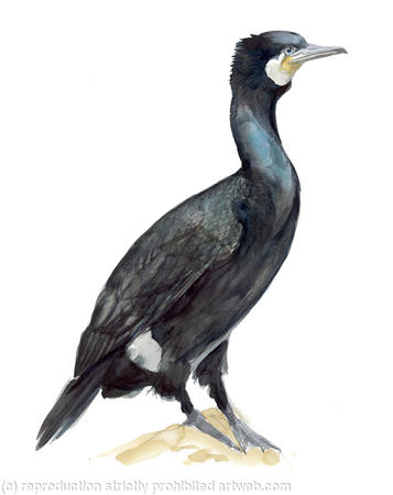 Cormorant