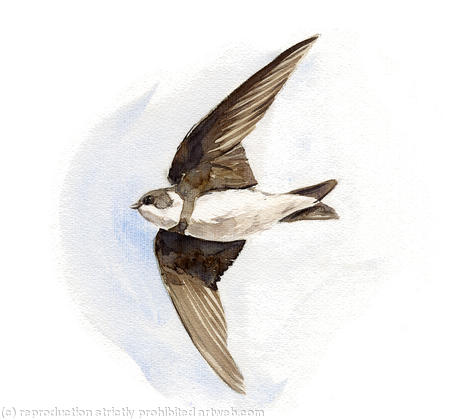 Sand Martin