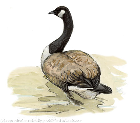 Canada Goose