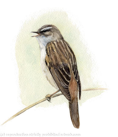 Sedge Warbler