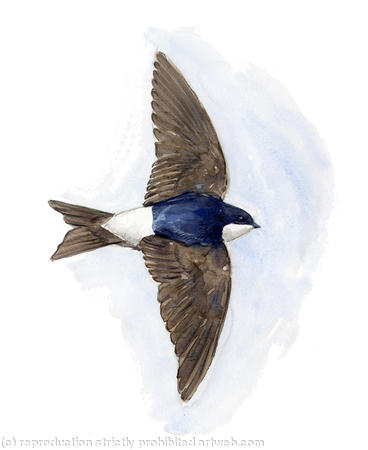 House Martin