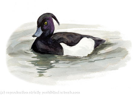 Tufted Duck
