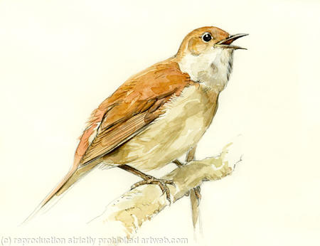 Nightingale