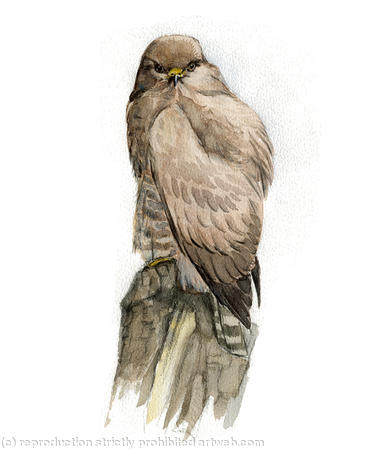Common Buzzard