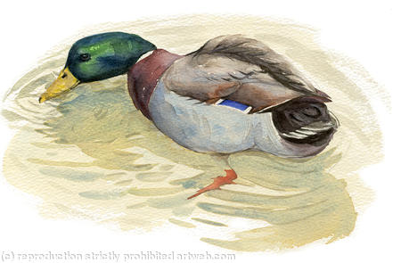 Mallard Drake
