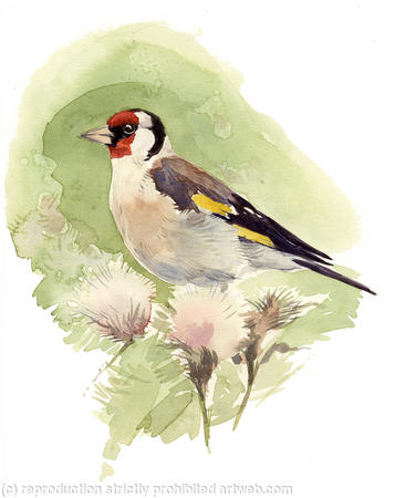 Goldfinch 2