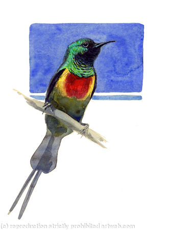 Beautiful Sunbird