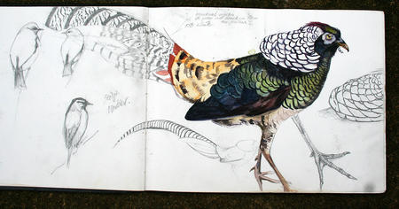 Lady Amherst's Pheasant with Sedge Warbler and Dunnock!