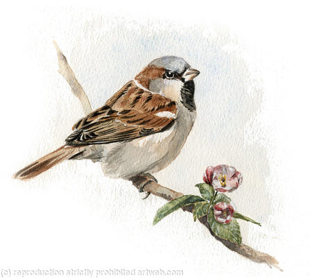House Sparrow with blossom