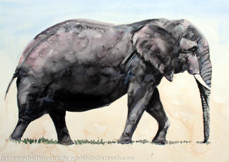 Masai Bull Elephant 2