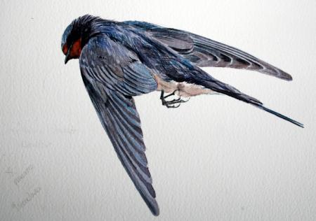 Swallow measured drawing - found in Spain, Easter.