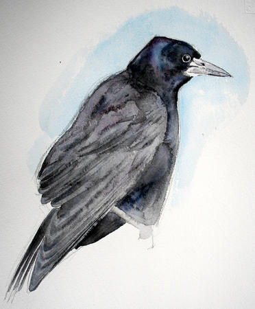 Young rook