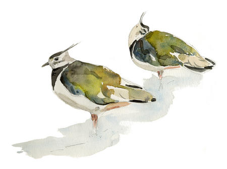 Lapwings