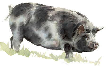 Kune Kune Pig