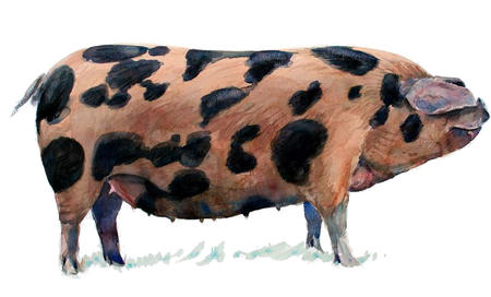 Oxford Sandy and Black Pig 