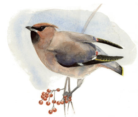 Waxwing