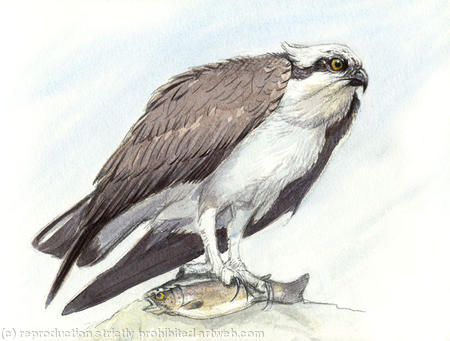Osprey