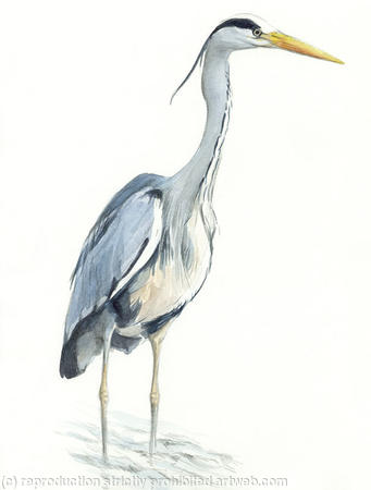 Heron