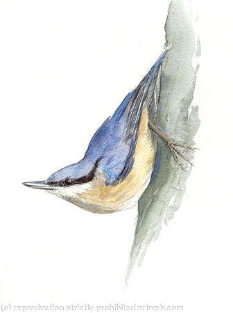 Nuthatch