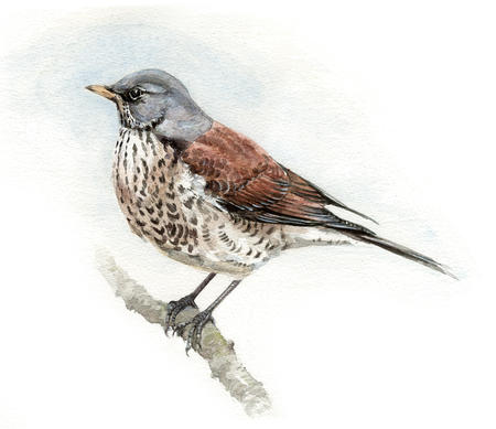 Fieldfare