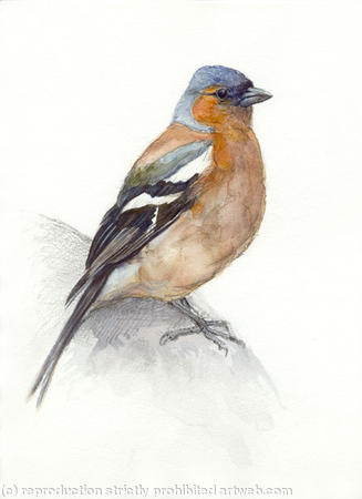 Chaffinch