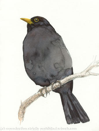 Blackbird 1