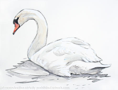 Mute Swan