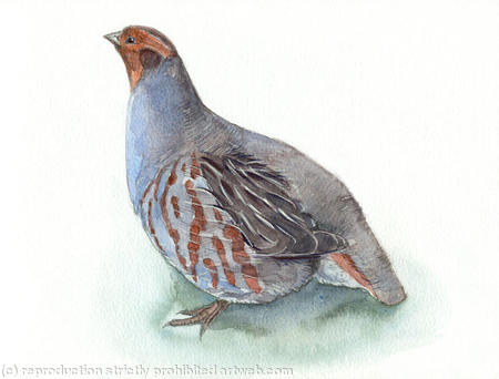 Grey Partridge