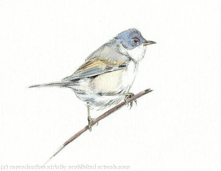 Common Whitethroat