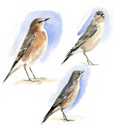 Greenland? Wheatear at Boddington