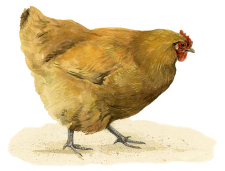Buff Orpington