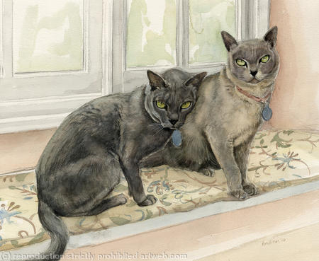 Mr Steffan's Burmese cats