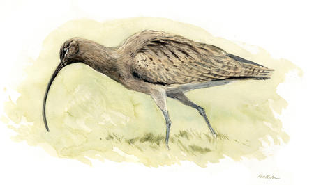 Curlew