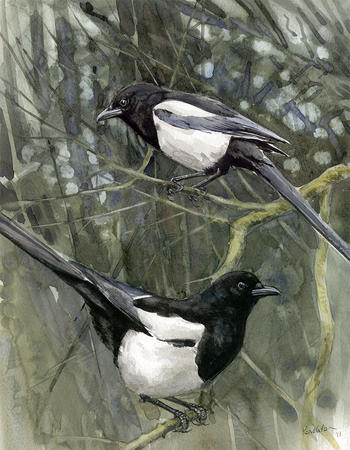 Magpies