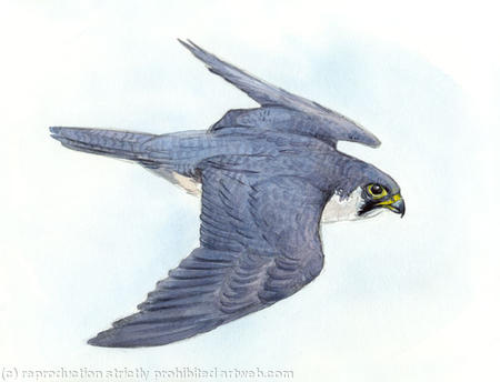 Peregrine Falcon