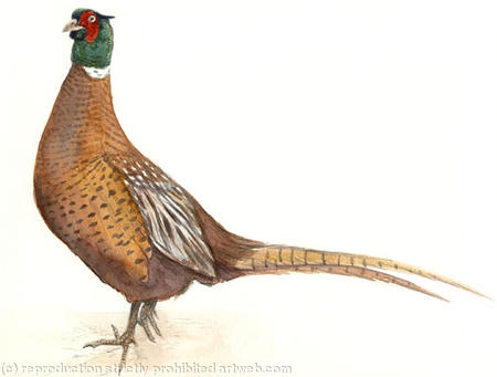 Pheasant