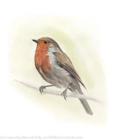 Robin 2