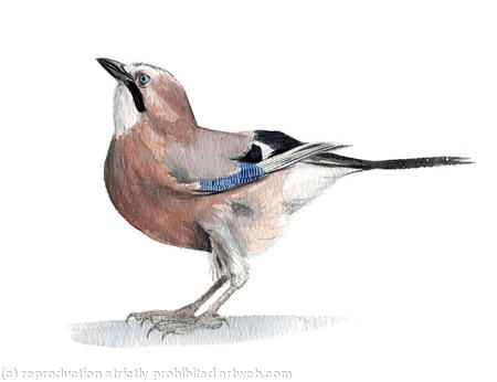 Jay