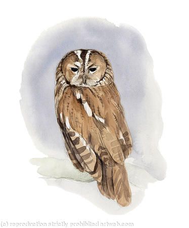 Tawny Owl